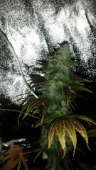 20180611_100209.jpg