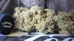 Green Poison SOG 2×600W hps