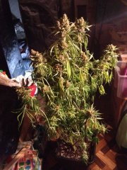 Ripper Haze en stress hydrique FLO+72