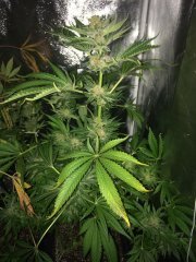 French Cokies Flo+73