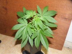 CROSS SourBlueberryxCriticalKush1.JPG