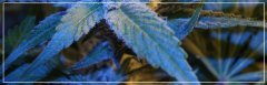Chapitre#12 FLO+44 Skunk#1 A