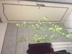 Sweet skunk cut (c+32)(s+15)(f+43) (8).JPG