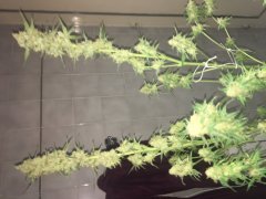 Sweet skunk cut (c+32)(s+15)(f+43) (9).JPG