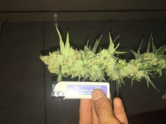 Sweet skunk cut (c+32)(s+15)(f+43) (10).JPG