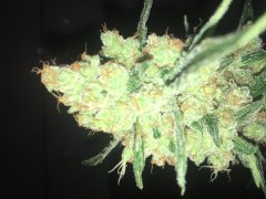 Sweet skunk cut (c+32)(s+15)(f+43) (11).JPG