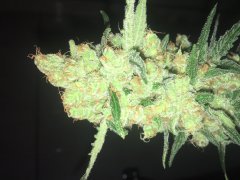 Sweet skunk cut (c+32)(s+15)(f+43) (12).JPG