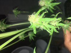 Sweet skunk cut (c+32)(s+15)(f+43) (13).JPG