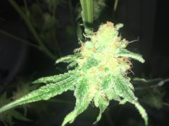 Sweet skunk cut (c+32)(s+15)(f+43).JPG