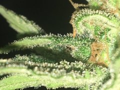 Sweet skunk cut (c+32)(s+15)(f+43) (1).JPG
