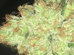 Sweet skunk cut (c+32)(s+15)(f+43) (2).JPG