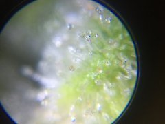 Sweet skunk cut (c+32)(s+15)(f+43) (4).JPG