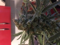 Sweet skunk cut (c+32)(s+15)(f+43) (5).JPG