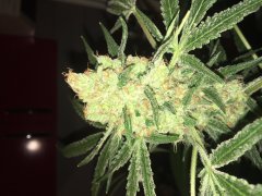 Sweet skunk cut (c+32)(s+15)(f+43) (6).JPG
