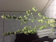 Sweet skunk cut (c+32)(s+15)(f+43) (7).JPG