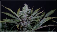 FLO+60 TWILIGHT 1 A