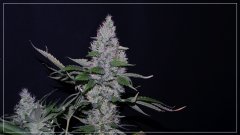 FLO+60 TWILIGHT 2 A