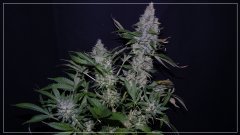 FLO+60 TWILIGHT 2