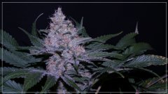 FLO+60 GIRL SCOOT COOKIE 1 A