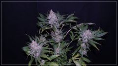 FLO+60 GIRL SCOOT COOKIE 1