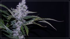 FLO+60 GIRL SCOOT COOKIE 2 A