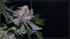 FLO+60 SKUNK#1 2 A