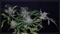 FLO+60 SKUNK#1 2