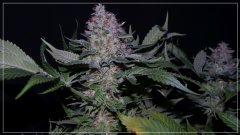 FLO+60 SKUNK#1 A