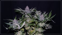 FLO+60 SKUNK#1