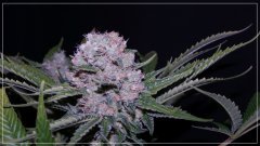 FLO+60 FRENCHESSE 2 A