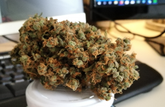 Critical 2.0 Dinafem