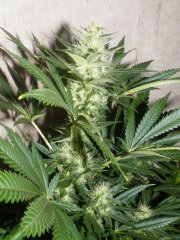Power Plant 12/12+ 33