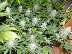 Bouture Critical Kush 2 12/12+ 36