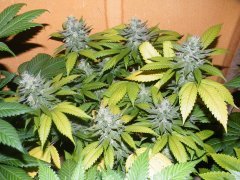 Bouture Sourblueberry 1 12/12+ 50