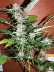 Bouture skunk#1 12/12+ 44