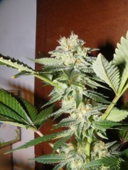Bouture skunk#1 12/12+ 44