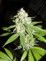 Critical kush 2 12/12 + 47
