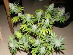 Critical kush 2 12/12 + 47