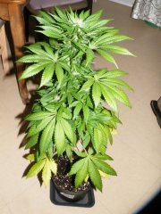 Michka 1 12/12 + 47