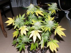 #3 (skunk#1) 12/12 + 57
