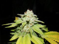 #3 (skunk#1) 12/12 + 57