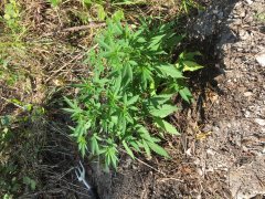 IMG_0869.JPG