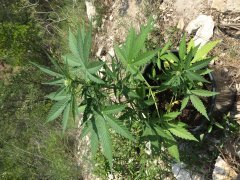 IMG_0882.JPG