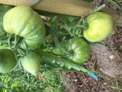 IMG_0894.JPG