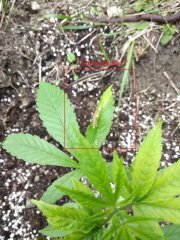IMG_20180605_165748.jpg