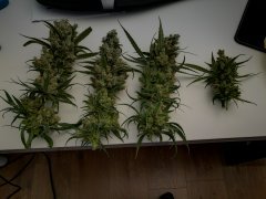 Cut F+15