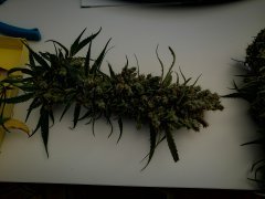 Cut F+15