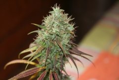 Swiss Dream CBD F+62