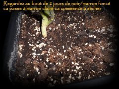 MAJ 17