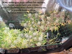 MAJ 17
